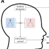 Shared Representations Underlie Metaphonological Judgments and Speech Motor Control